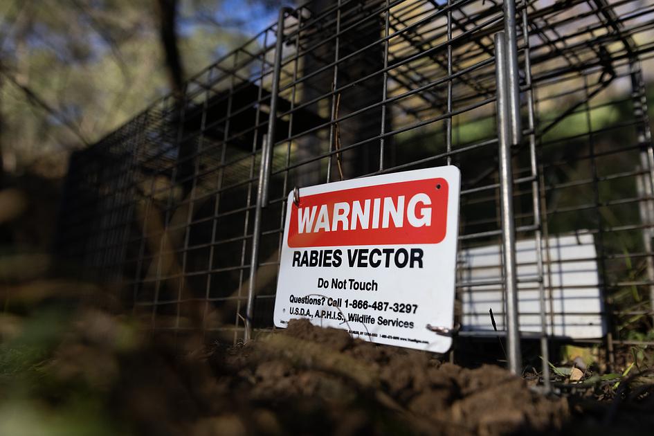 California records unprecedented surge in rabid wildlife detections