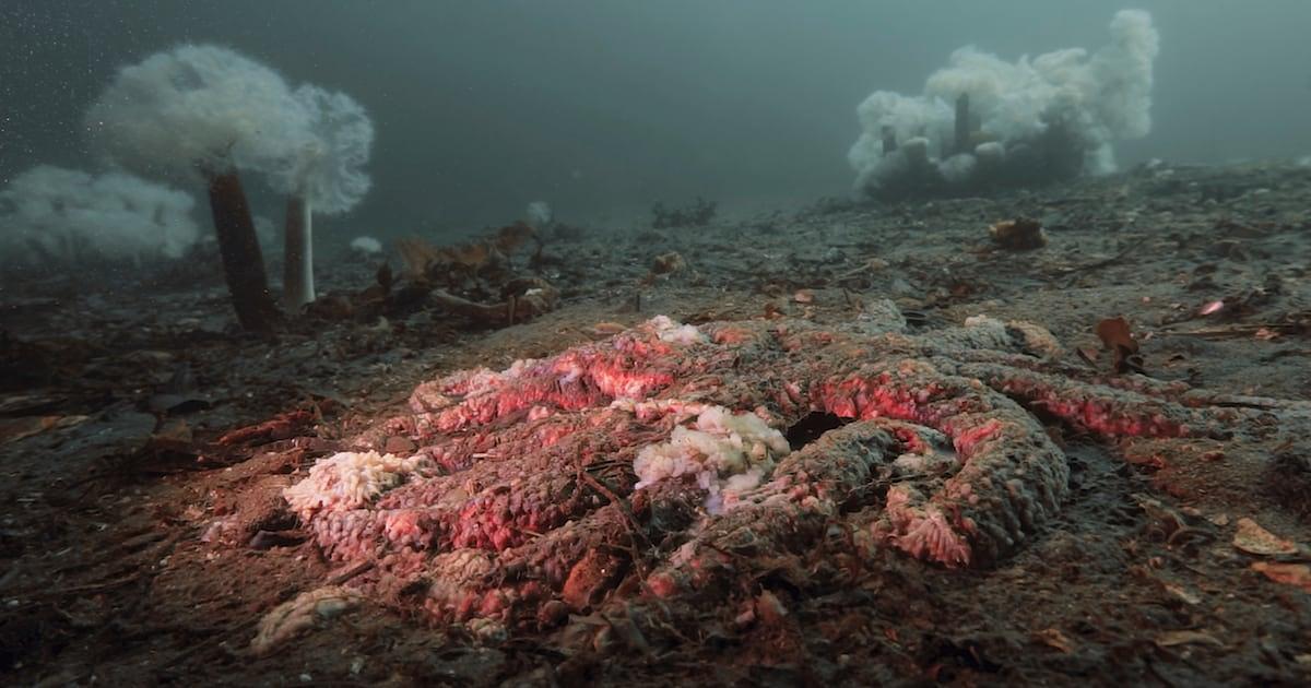 Scientists Identify Bacterial Cause of Sea Star Wasting Disease