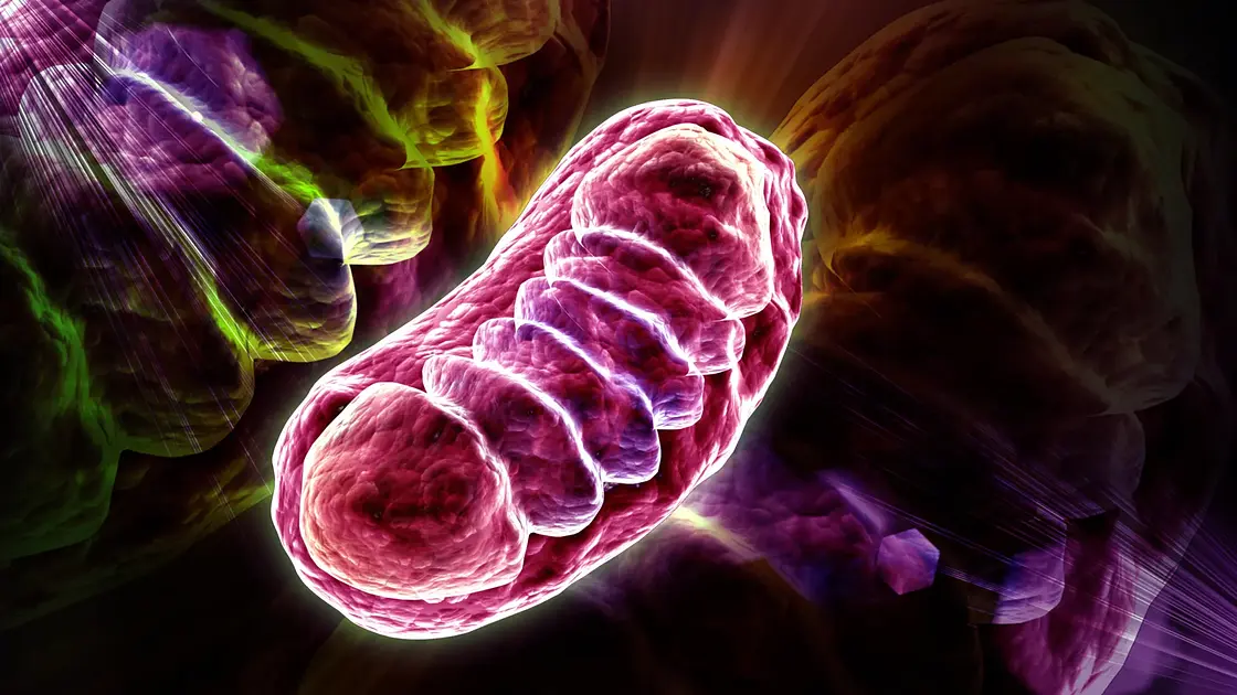 Yale Scientists Identify Coenzyme A Mitochondrial Transport System
