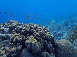 Corals in Fluctuating Coastal Bays Exhibit Enhanced Climate Resilience