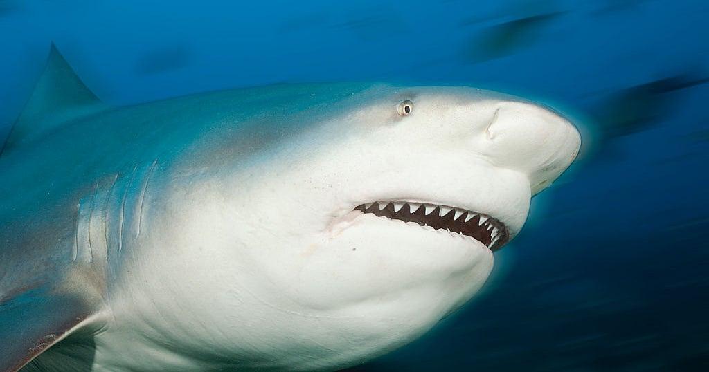 Shark Attack at Kylies Beach Claims Life of Swiss Tourist, Injures Companion