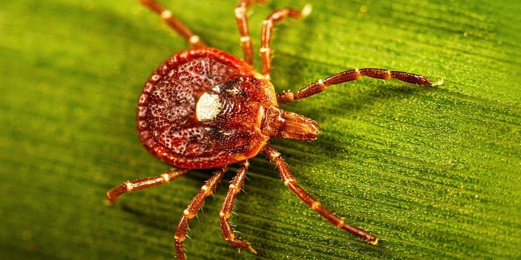 CDC details tick identification and disease risks