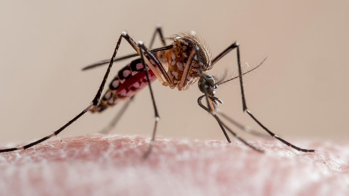 Florida confirms dengue death, cases rise to 152