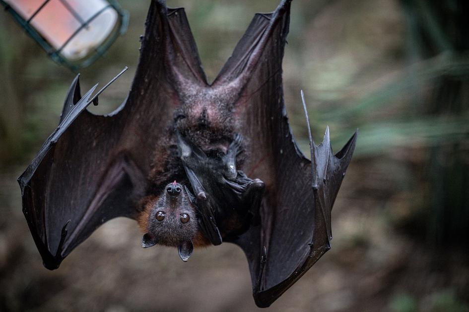 Ontario Boy Dies of Rabies After Bat Contact on Vacation