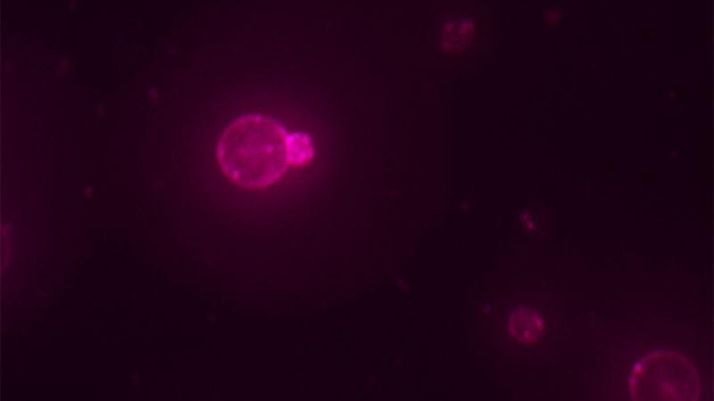 University of Minnesota creates first nutrient-feeding synthetic cell