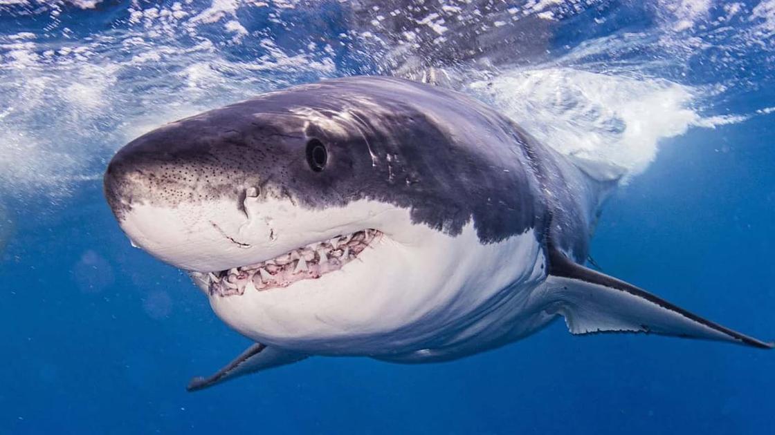 Tagged Atlantic Great White Shark Resurfaces, Resumes Northward Migration Toward Cape Cod