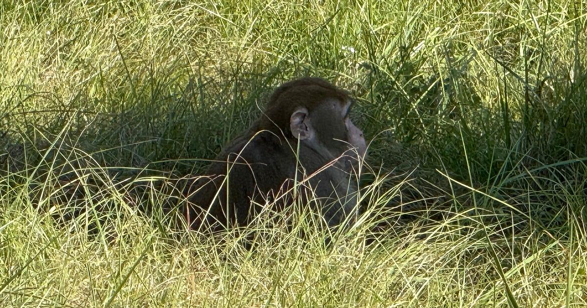 Second Escaped Monkey Fatally Shot in Mississippi; One Still Missing After Truck Crash