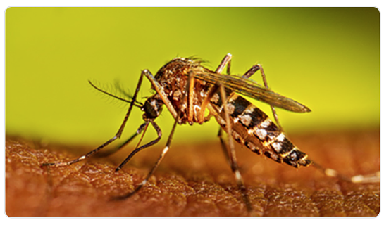 U.S. West Nile Virus Cases Surge, Tuolumne County Records First 2026 Infection