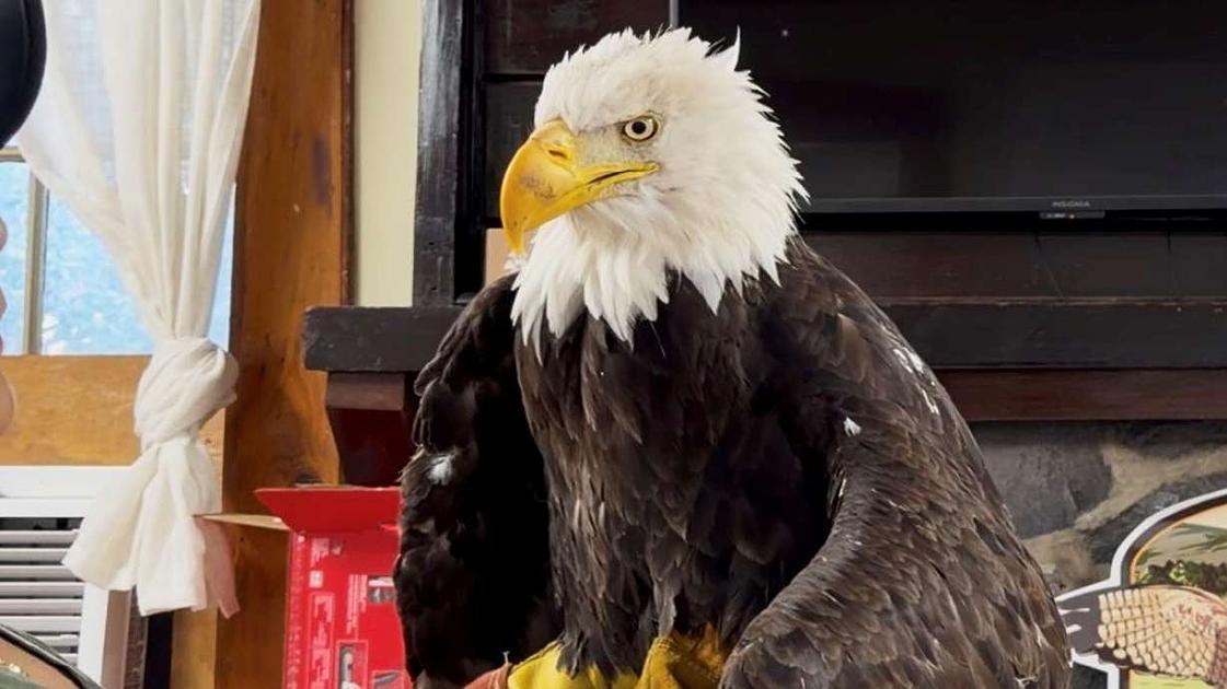 Avian flu confirmed as cause of death for California bald eagle Jackie