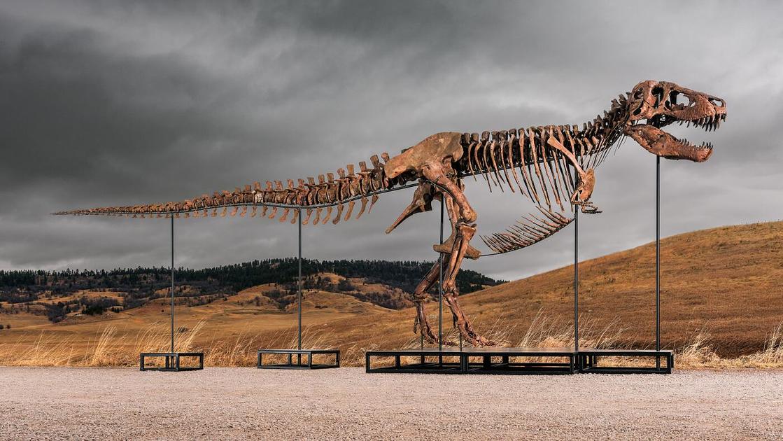 Record $50.1 Million Sale of T. rex Skeleton “Gus” at Sotheby’s