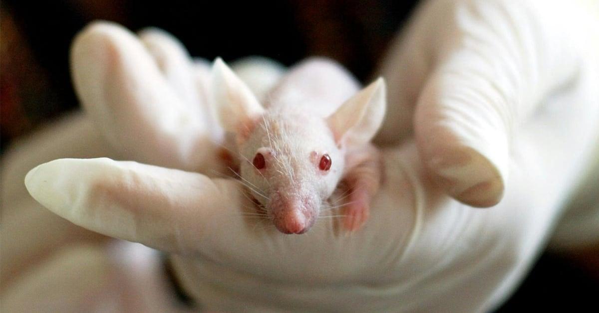 Stanford scientists create chimeric mice with human brain tissue