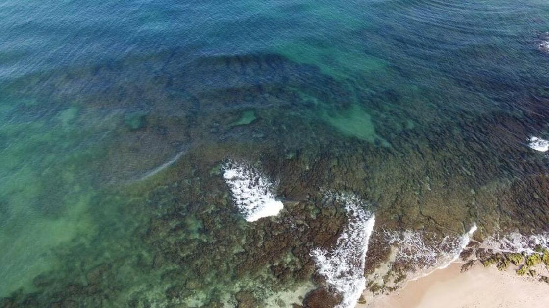 Scientists probe Gaza sewage link to algae bloom that shut Israeli desalination plants