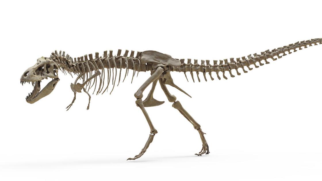 Study finds T. rex body temperature similar to modern elephants
