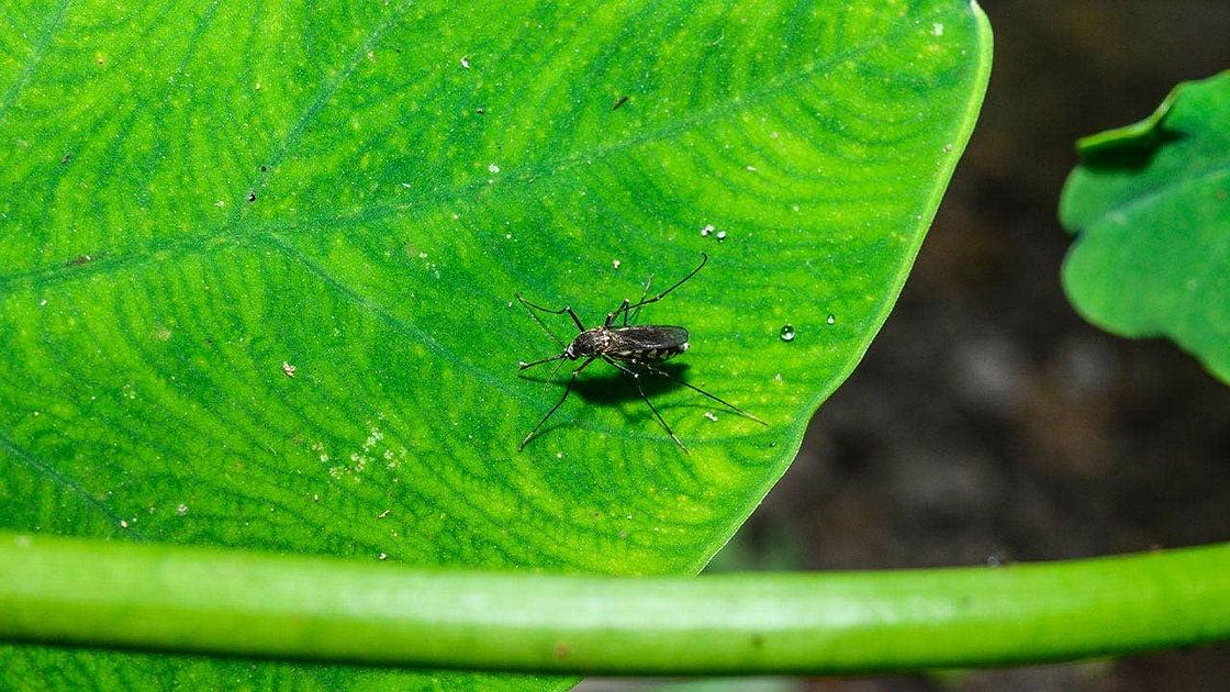 Nashville Detects West Nile Virus in Mosquito Sample