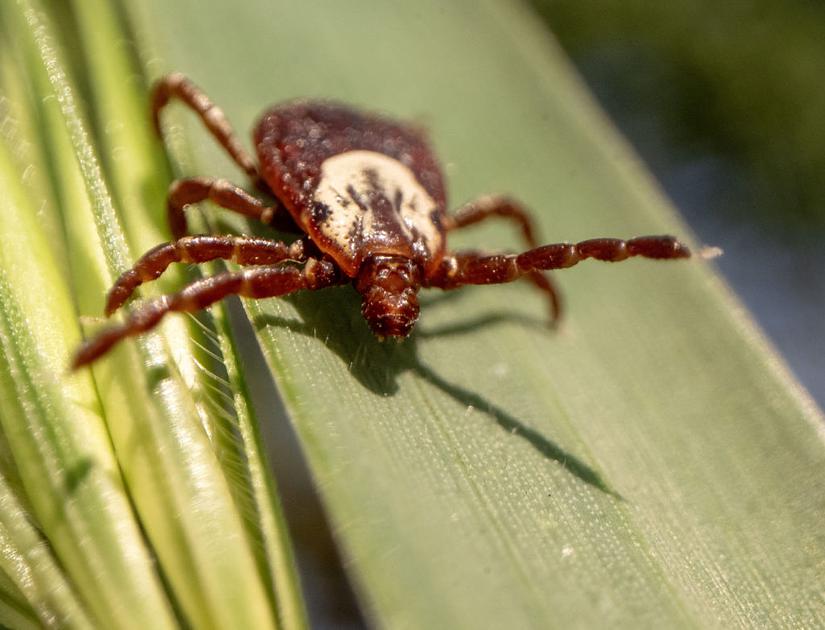 CDC reports surge in tick bites as populations expand nationwide