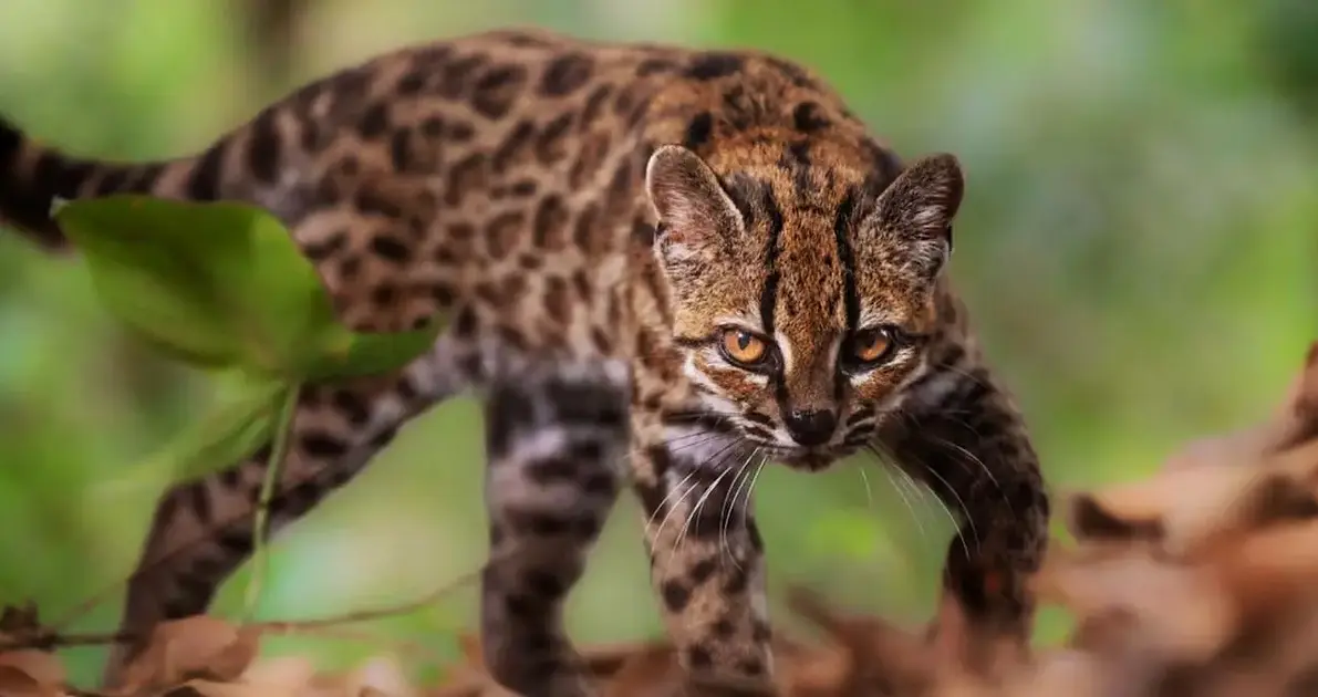 Scientists Confirm New Andean Wildcat Species in Bolivia