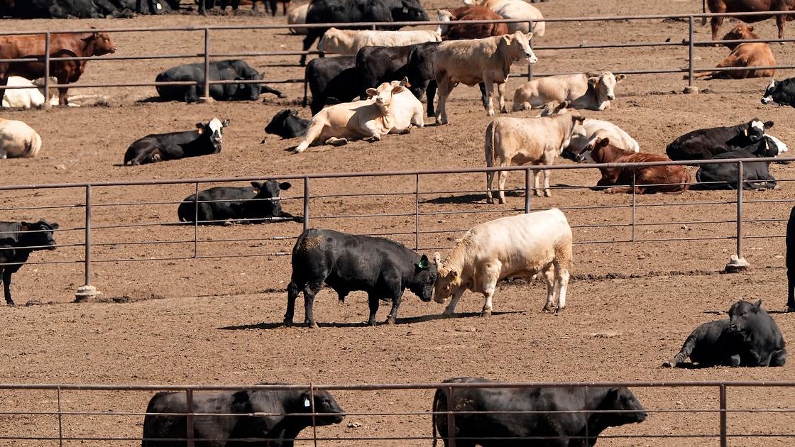 Trump's temporary beef tariff waiver draws farmer backlash and political concerns