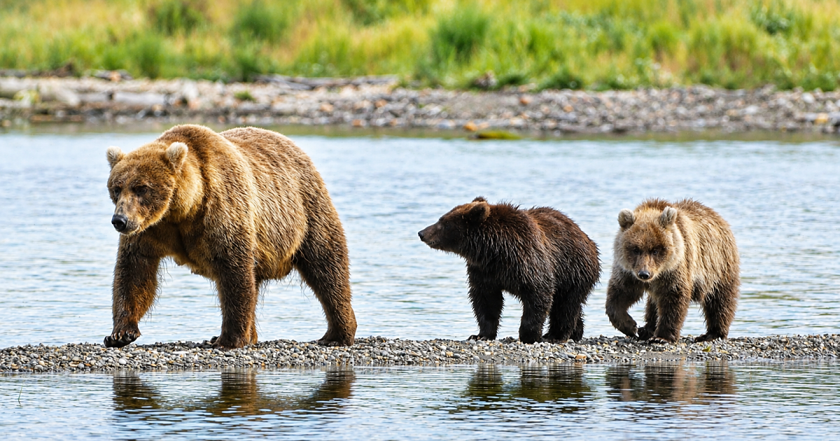 Katmai National Park Expands Fat Bear Week to Include Bear Families
