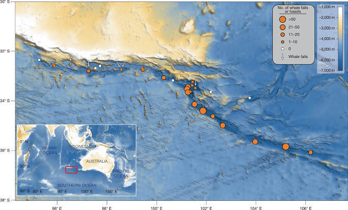 Scientists Map Vast Deep-Sea Whale Graveyard in Indian Ocean