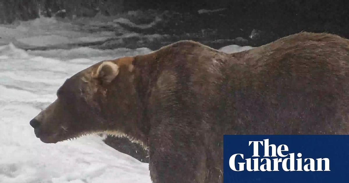Backpack Bear Claims 2026 Fat Bear Week Title in Alaska