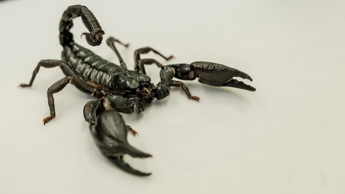 Researchers Develop Model to Predict Deadly Scorpion Hotspots