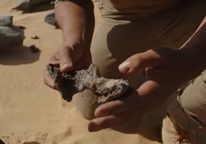 New 'Hell Heron' Dinosaur Species Discovered in Sahara Desert