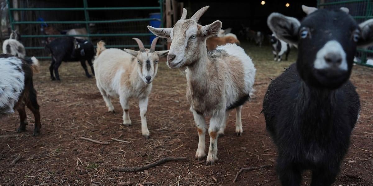 North Carolina petting zoo rabies case prompts vaccination warnings for parents