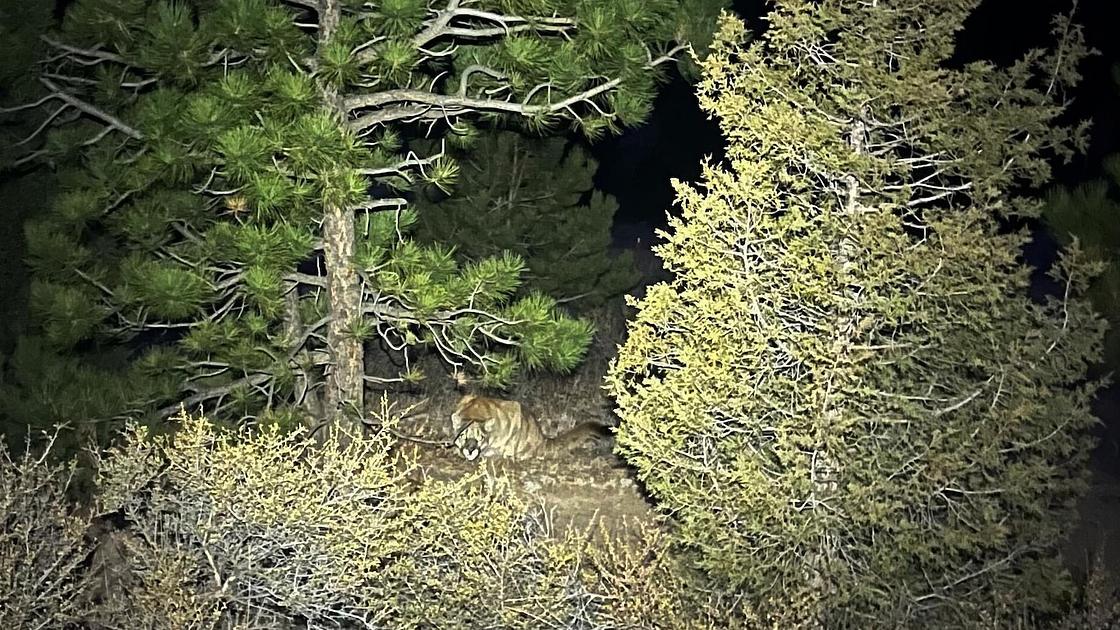Woman Dies in Suspected Mountain Lion Attack on Colorado Trail