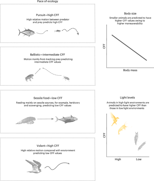 Study Links Animal Visual Perception Speed to Ecological Lifestyles