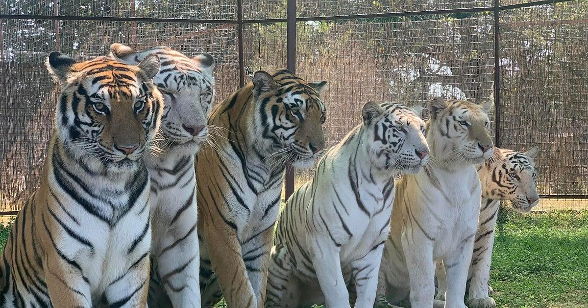 Tiger Fatally Attacks Handler During Performance at Oklahoma Preserve