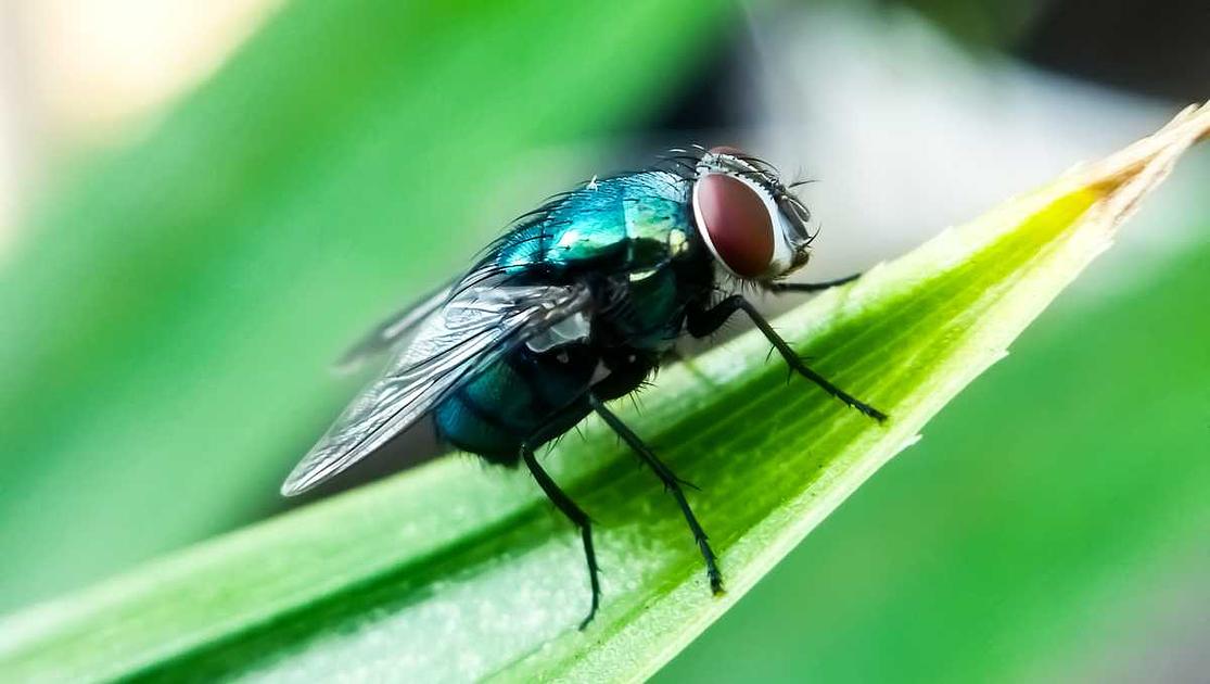 Pennsylvania Enforces Quarantine Amid New World Screwworm Outbreak in Texas