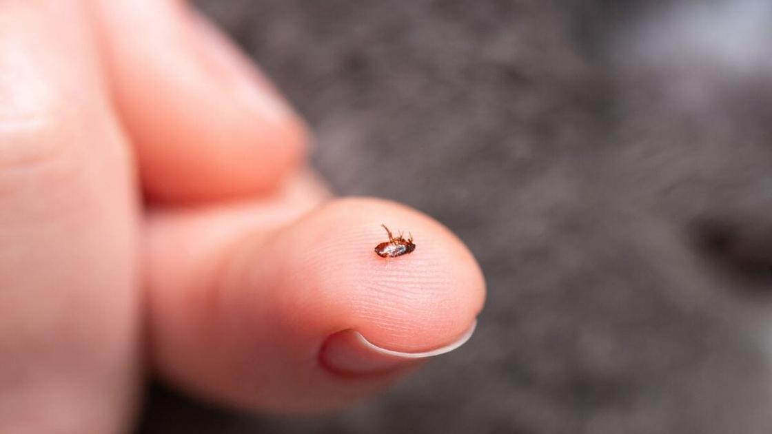 Los Angeles County reports surge of flea-borne typhus in Mid-Wilshire
