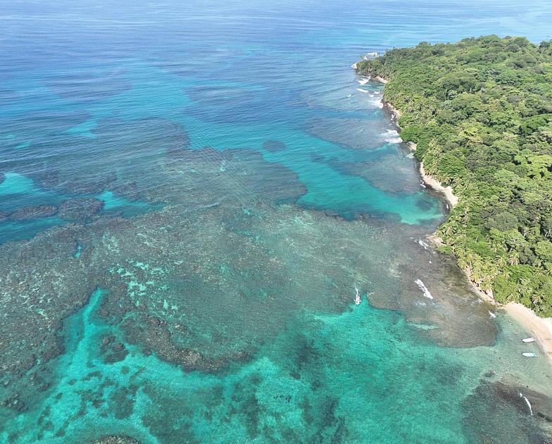 Study Reveals Significant Shortening of Caribbean Reef Food Chains Over 7,000 Years