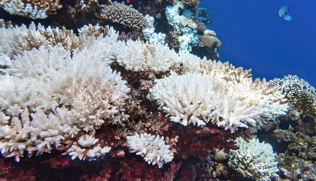 Global Coral Bleaching Event Affects Majority of World's Reefs
