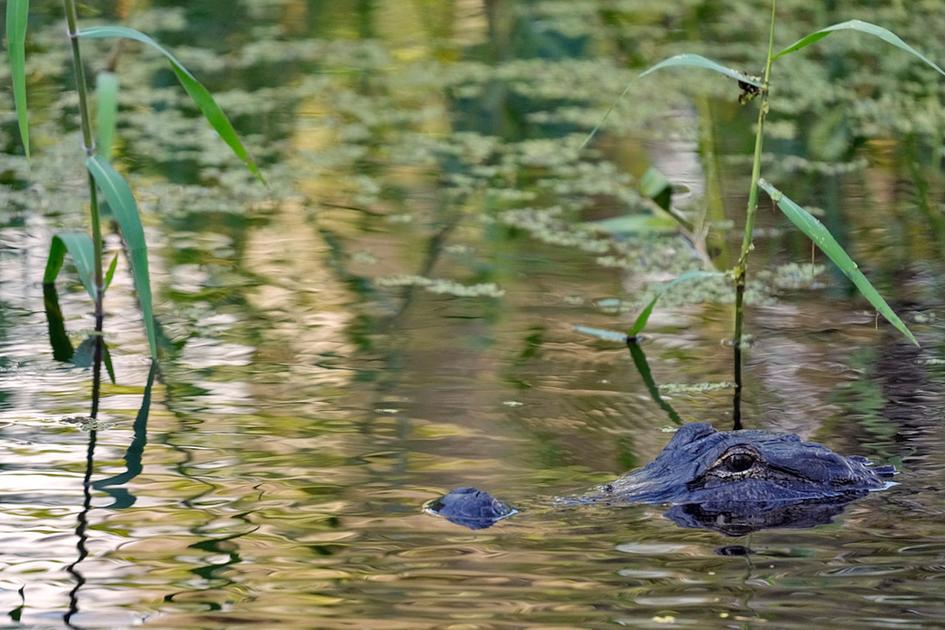 Alligator Captured After Killing 71-Year-Old Fisherman at Lake Apopka