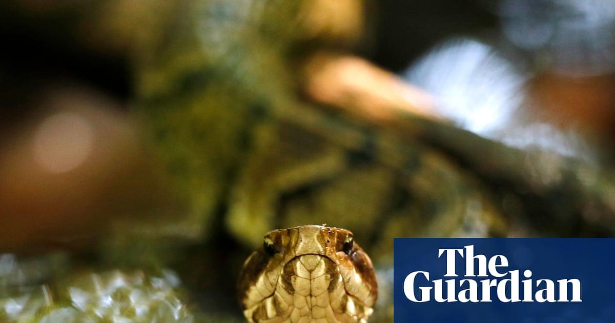 Venomous cottonmouth found in Arkansas high school football helmet
