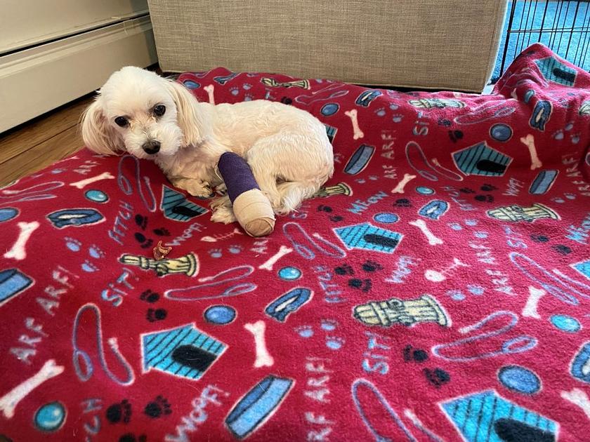 Pet owners face higher vet bills amid private-equity clinic buyouts