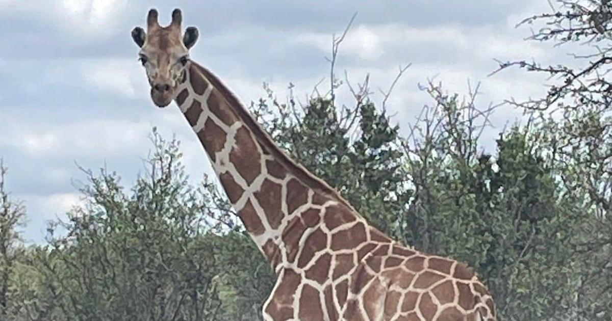Giraffe Gracie Found Near Texas Ranch After Two-Week Search