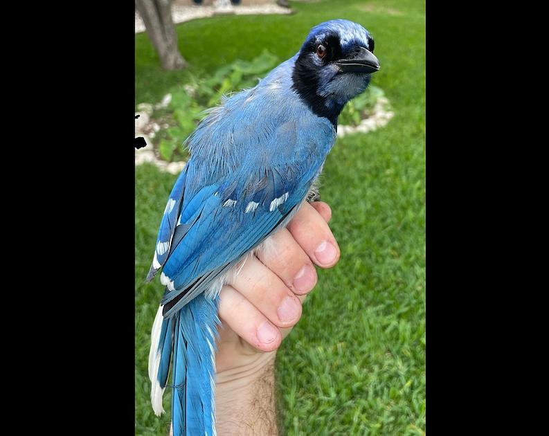 First Documented Blue Jay and Green Jay Hybrid Observed in Texas