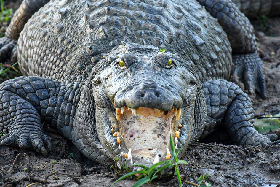 Toddler Hospitalized After Being Placed in Cambridgeshire Zoo Crocodile Pen
