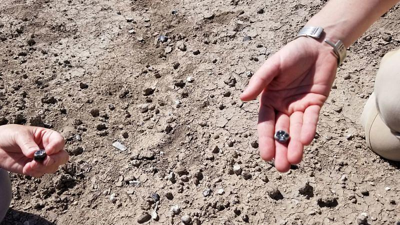Fossilized Teeth Reveal Coexistence of Early Hominin Species in Ethiopia