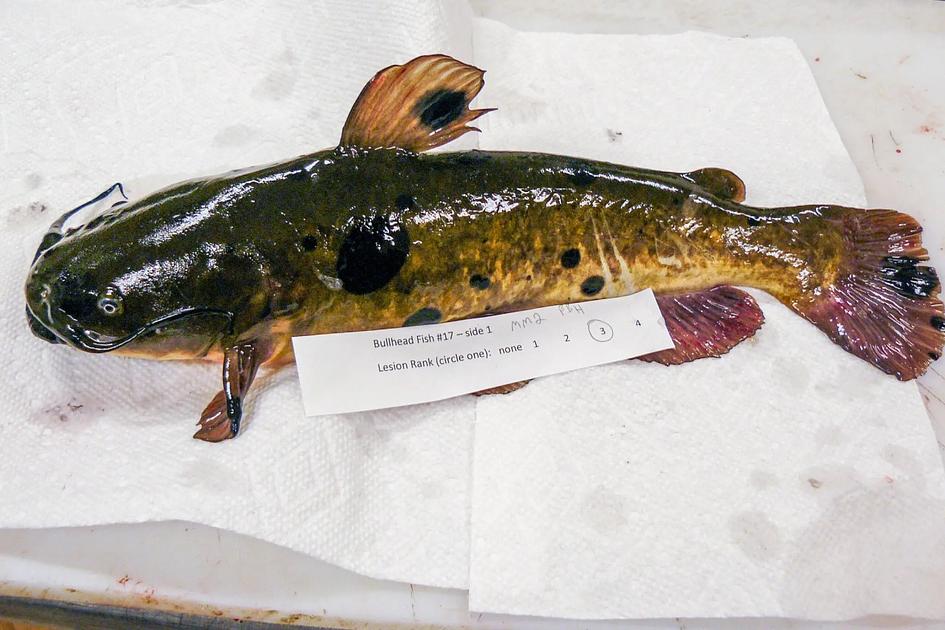Transmissible melanoma found in Lake Memphremagog catfish
