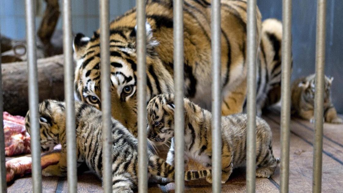 Danish Zoo Requests Pet Donations to Feed Captive Predators