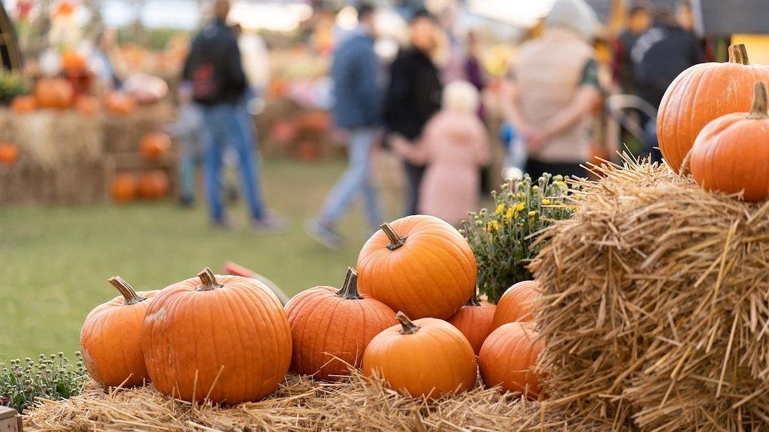 Brookshire Farms pumpkin patch closed after E. coli outbreak