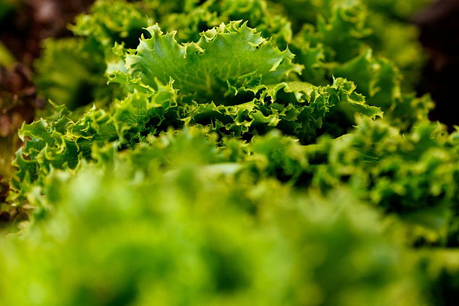 US Cyclospora outbreak hits record 6,700 cases, lettuce suspected source