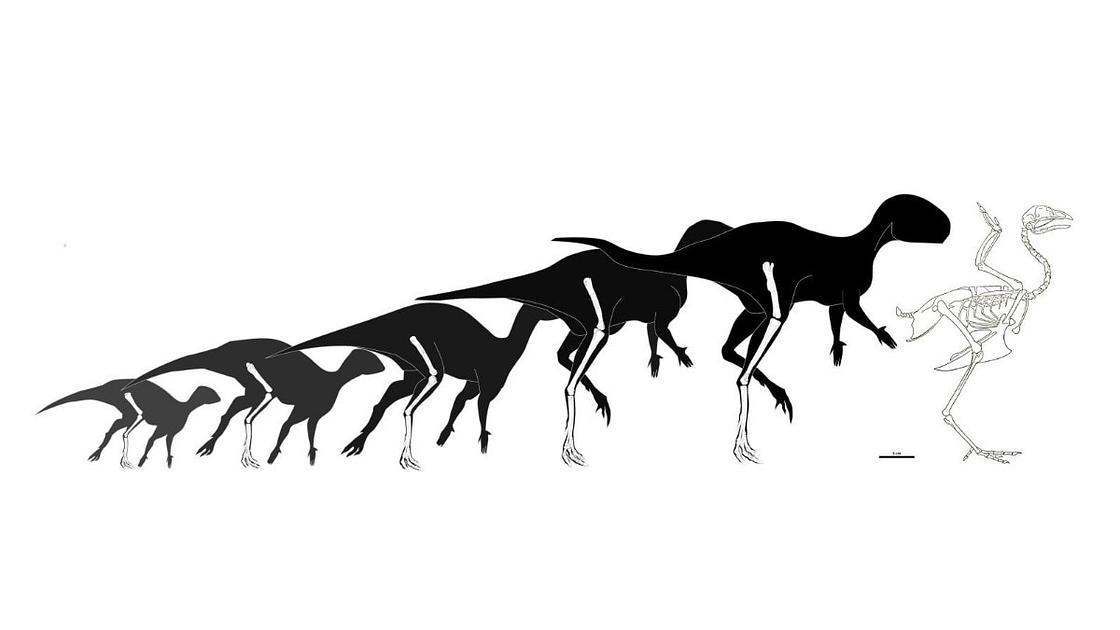 Discovery of Tiny Dinosaur Foskeia pelendonum Sheds Light on Ornithopod Evolution