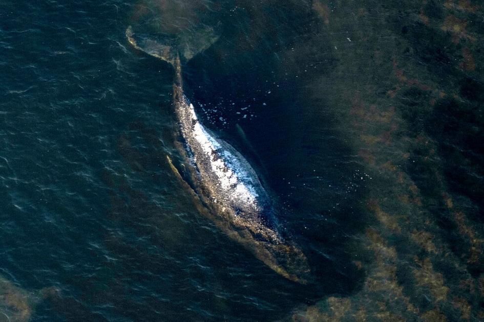Stranded Humpback Whale 'Timmy' Found Dead Near Denmark
