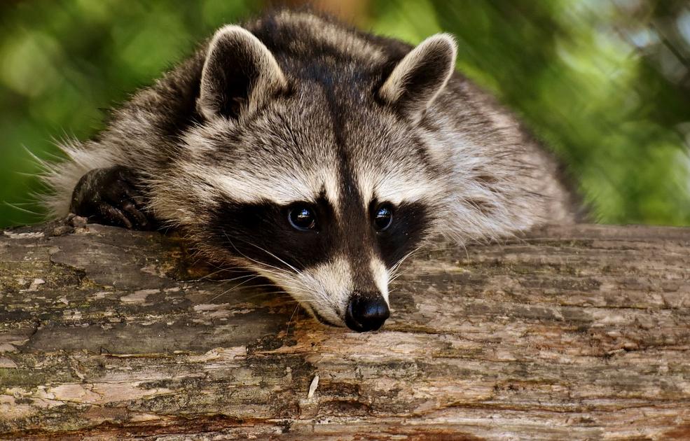 CDC and states issue rabies alerts as cases rise nationwide