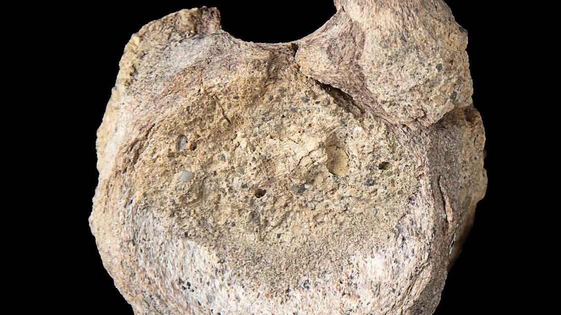 Scientists Identify First Antarctic Dinosaur Bone from 1985 Specimen