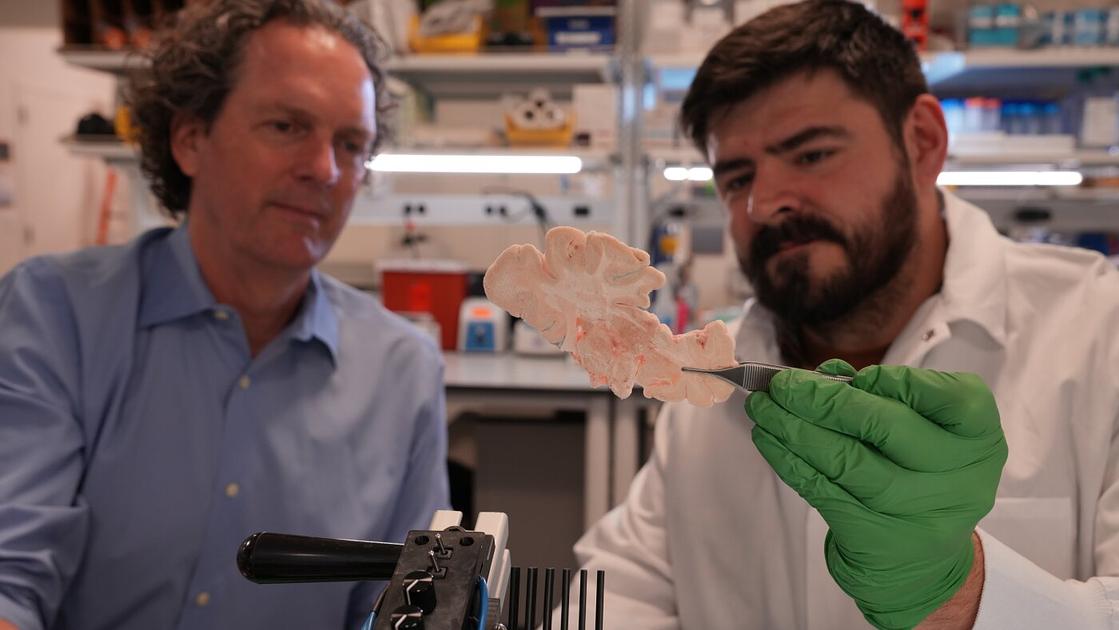 Allen Institute Launches Brain Health Accelerator for Genetic Therapies